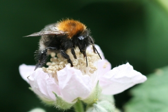 Tree Bumblebee