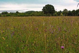 Meadow in full bloom at Montgomeryshire Wildlife Trust's Ty Brith Nature Reserve