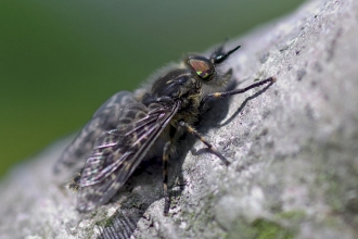 Notch-horned Cleg-fly