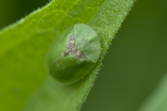 Green Tortoise Beetle