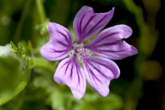 Common Mallow