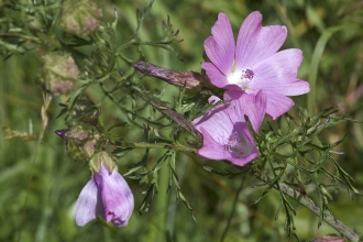 Musk Mallow