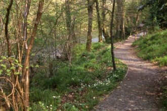 Deri Woods in the spring copyright Tamasine Stretton