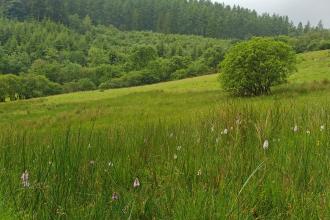 Dyfnant Meadows in summer