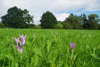 Flowering Autumn Crocus at Llanmerewig Glebe Nature Reserve