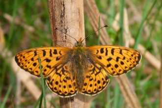 Pearl-bordered Fritillary butterfly at rest on bracken