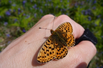 Pearl-bordered Fritillary on hand copyright MWT