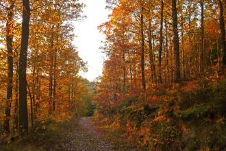 Autumn oak trees in Dolforwyn Woods Nature Reserve
