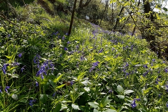 Bluebells in a sunny Dolforwyn Woods Nature Reserve