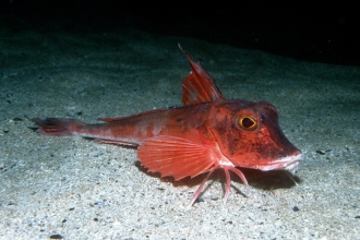 Red gurnard