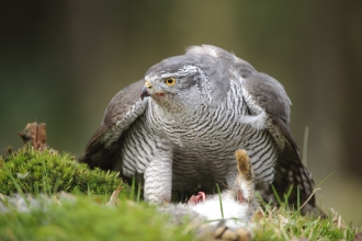 Falconry & Birds of Prey in West Wales near me