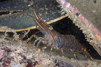 Common prawn