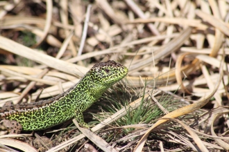 Sand lizard