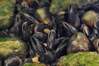 Freshwater pearl mussel