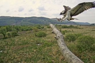 Tegid the Osprey returns to his natal nest on the Dyfi 21st May 2018