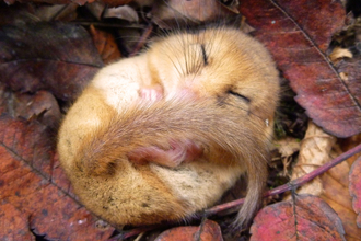 Hazel dormouse asleep copyright Tamasine Stretton