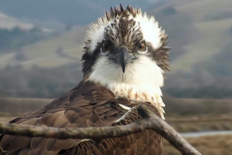 Monty the Osprey