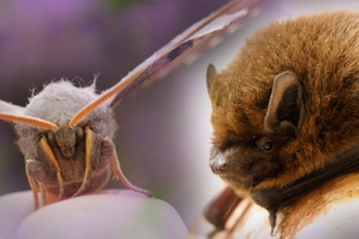 Moth & bat copyright Amy Lewis