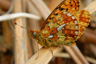 Pearl-bordered Fritillary butterfly copyright Montgomeryshire Wildlife Trust