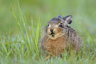 European Hare (Lepus europaeus) leveret in field copyright Andy Rouse/2020VISION