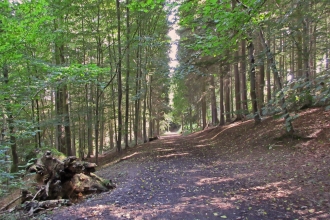 Deri Woods copyright Montgomeryshire Wildlife Trust