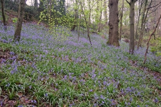 Bluebells in Deri Woods copyright MWT