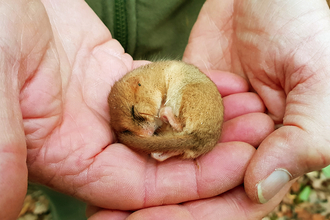 Dormouse asleep in hands copyright Montgomeryshire Wildlife Trust/Tammy Stretton