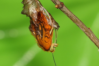 Silver-washed fritillary butterfly emerging from its chrysalis copyright Dean Morley