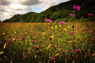 Summer meadows at Red House Nature Reserve copyright Montgomeryshire Wildlife Trust