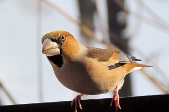Hawfinch