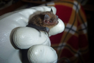 Pipistrelle bat on a gloved hand copyright Tamasine Stretton