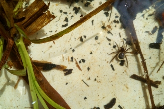 Cellar spider  The Wildlife Trusts