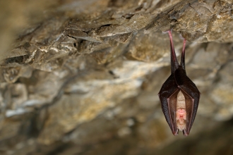lesser horseshoe bat