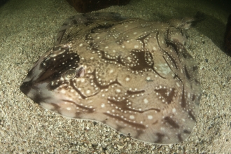 Undulate ray