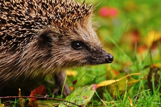 hedgehog