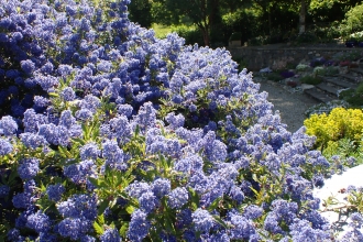 Image of Ceanothus bush for blog headder