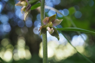 Broad-leaved Helleborine