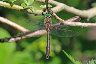Male Downy Emerald dragonfly copyright Charles J Sharp / CC BY-SA