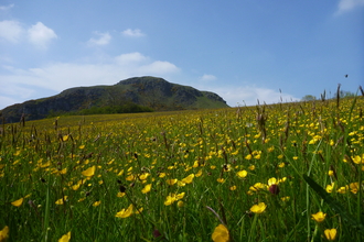 Meadow full of buttercups at Roundton Hill copyright MWT