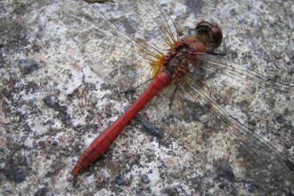 Male Ruddy Darter copyright Montgomeryshire Wildlife Trust