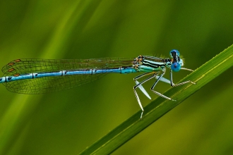 Male White-legged Damselfly by Robert Balog from Pixabay