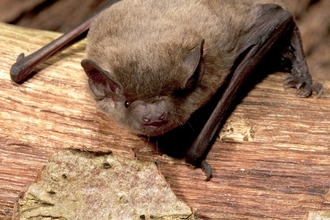 Nathusius' Pipistrelle copyright Hugh Clark/Bat Conservation Trust