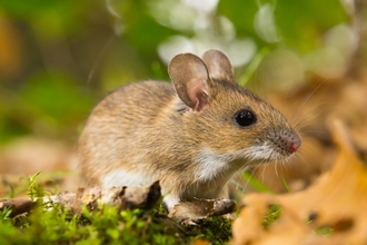 Yellow-necked Mouse Saxifraga-Rudmer Zwerver