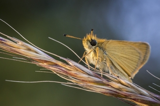 Essex Skipper butterfly