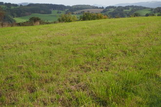 The meadow, one week after mowing