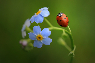 Seven-spot Ladybird on forget-me-not copyright Jon Hawkins