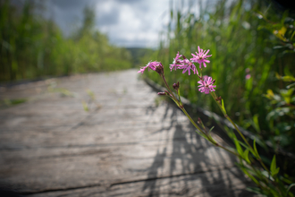 Red Campion growing out of boardwalk at Cors Dyfi Nature Reserve copyright MWT