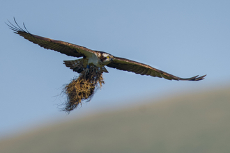 Osprey 3J carries nesting material at the Dyfi Osprey Project copyright MWT