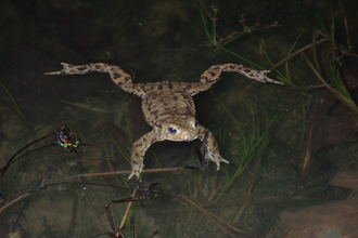 Common Toad