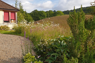 Wildlife garden in Mid Wales copyright Tamasine Stretton
